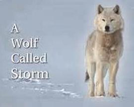 自然世界：狼之风暴